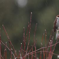 Вот такая вот зима: вторая неделя декабря будет тёплой и сырой Вот такая вот зима: вторая неделя декабря будет тёплой и сырой
