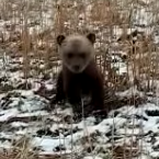 Поймал медвежонка в лесу и посадил в клетку. Теперь сам может сесть на 5 лет