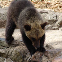 Поймал медвежонка в лесу и посадил в клетку. Теперь сам может сесть на 5 лет