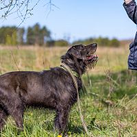 «Заберу как получится»: хозяйка бросила собаку у дерева.  Полиция начала дело о нарушении правил содержания животных