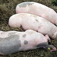 «Baltic Pork» kompensācijā par Āfrikas cūka mēra radītajiem zaudējumiem plānots piešķirt 2,3 miljonus eiro