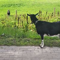 А ты на каком месте? Новость о козьем конкурсе красоты рассмешила даже ведущую