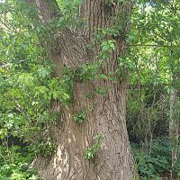 27 500 евро штрафа. Суд вынес приговор за спиливание марупского дуба