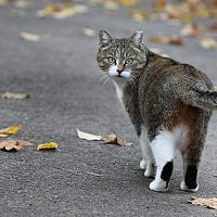 Антирекорд? В Саркандаугаве взломали квартиру, где жили 23 кошки; инспектору стало плохо