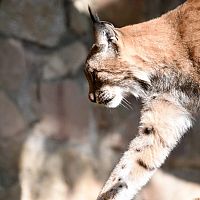 Голодный рысенок напал на кота в Огреском крае. Кот выжил и победил! (видео)