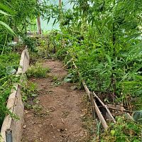 Одного арестовали. Полиция нашла 835 кустов марихуаны и оружие в Латгалии