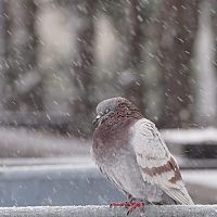 Начало недели во многих регионах омрачится осадками: берегитесь обледенения дороги Начало недели во многих регионах омрачится осадками: берегитесь обледенения дороги