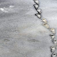 Двух детей спасли со льда Даугавы в Риге