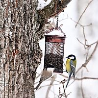 Кормить птиц зимой вредно: биолог