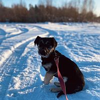 Умён как Сократ: сбежавший от новых хозяев пёс сам вернулся в приют