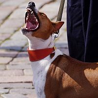 PVD призывает не покупать домашних животных в России и Белоруссии из-за одного серьёзного риска