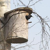 Вирус птичьего гриппа все чаще передается от животных человеку: инфектолог