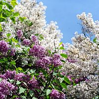 Plāno veidot Pierīgas dārzu piedāvājumu tūristiem