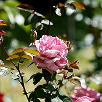 Величайшее преступление: как роза… нарушила нормативный акт