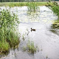 Шестилетняя девочка утонула в пруду у дома: мать обвинена в халатности