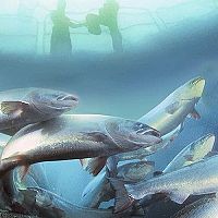 Завалим Европу форелью? Бизнес просит разрешить фермы в Рижском заливе