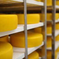 Литовцы начали производить сыр в нашей Бауске: продукцию отправляют в Италию