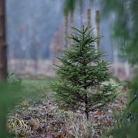 В дремучем лесу Иецавы: Латвия готовит пороховые заряды для армии