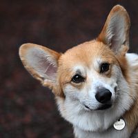 Собаки учат слова, вслушиваясь в разговоры хозяев: это уже социальное понимание