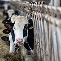 «Сбывается очередная теория заговора»: в интернете критикуют договор ЕС с Меркосур; что не так?