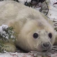 «Не трогайте тюленят!». Управления охраны природы напоминает: они заразные и кусаются