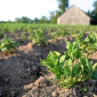 «Вернуть людей на село может только чудо»: советы, как защититься от голода, бесят сельчан