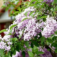 В Латвию идёт тёплая весна: солнца станет больше В Латвию идёт тёплая весна: солнца станет больше