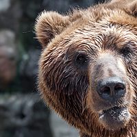 «Собаку утащили с частью будки»: в Силмалской волости запасаются свистками — пугать зверей