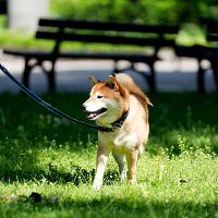 Svētdienas pirmajā pusē būs saulains, vietām debesis aizklās mākoņi