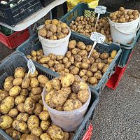 Фермеры предупреждают: дешёвой картошки больше не будет Фермеры предупреждают: дешёвой картошки больше не будет