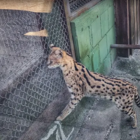 В Салдусе потерялся сервал (ФОТО)