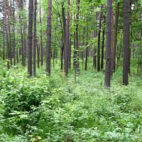 Вход в лес станет платным? Кто заплатит «налог на отдых на природе»