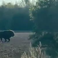 Они у нас водятся! В лесу у Юрмалциемса заметили стадо зубров Они у нас водятся! В лесу у Юрмалциемса заметили стадо зубров