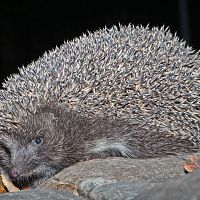 «Здесь зимует ёж, просьба не беспокоить»: как в Риге помогли зверьку (ФОТО) «Здесь зимует ёж, просьба не беспокоить»: как в Риге помогли зверьку (ФОТО)