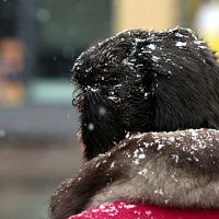 Уровень опасности — желтый! Синоптики предупреждают о снегопаде