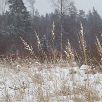 Потепление: в выходные морозы только к ночи Потепление: в выходные морозы только к ночи