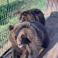 Аукцион или смерть! Судьба двух государственных медведей уйдет с молотка