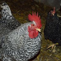 Казалось это уже дно, но снизу постучали: Сиротский суд занялся проверкой эмоционального состояния… кур?!