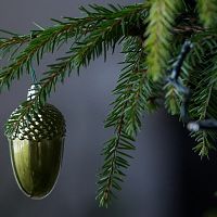 Аттракцион невиданной щедрости: ёлки продают за… один цент?