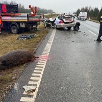 Жуткое ДТП на дороге Лиепая-Паланга: шесть машин угодили в стадо диких свиней