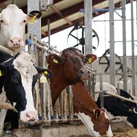 Навоз потёк рекой! Мороз пробил резервуар на ферме