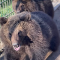 Мы спасли медвежат, вырастили их, а теперь их продают: зоопарк просит помощи