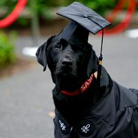 Ну, тупыые! Или напротив — хитрые? Откуда в США взрывной рост психически больных студентов Ну, тупыые! Или напротив — хитрые? Откуда в США взрывной рост психически больных студентов