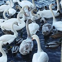 В Риге погибают лебеди. Дума помочь не хочет. Может вы их спасете?