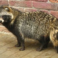 Приговоренные к истреблению. Енотовидных собак на Хийумаа хотят уничтожить полностью