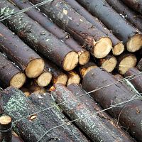 Скандал! Проверка выявила необоснованную помощь предприятиям лесной промышленности