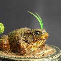 Год Красной Огненной Лошади? Нет, в Латвии объявлен год жабы обыкновенной Год Красной Огненной Лошади? Нет, в Латвии объявлен год жабы обыкновенной