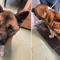 На всех денег не хватит: питомцы накрой PVD «фабрики собак» попали в приют