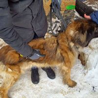 Две умерло: под Бауской обнаружили собак и кошек в жутких условиях. ФОТО, ВИДЕО