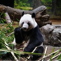 Японцы в слезах прощаются с пандами: их забирает Китай из-за спора вокруг островов Японцы в слезах прощаются с пандами: их забирает Китай из-за спора вокруг островов